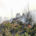 Incendio Bosco di Acquatetta, Tarantini: «Perdita di biodiversità immensa»