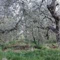 Maltempo, Coldiretti:  "Sale la conta dei danni, strage di ulivi nelle province di Bari e Bat "