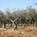 Xylella: oggi l'espianto dell'ulivo infetto a Minervino