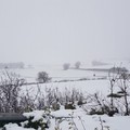 Maltempo, emergenza neve su piante e fiori