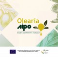 Monitoraggio della mosca dell'olivo, bollettino fitosanitario del 1° novembre