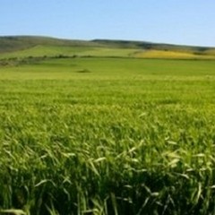 La Regione Puglia indice un bando per i giovani agricoltori