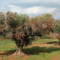  "E' un bollettino di guerra negli oliveti ": sos della Coldiretti