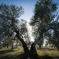 Cia Puglia: da Agea contributi aggiuntivi per 100 olivicoltori