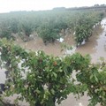 Piogge intense, in Puglia danni ai terreni e grave dispersione idrica