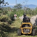 Xylella nella Bat. Di Bari: «Caso isolato a Minervino, negativi gli 8000 campionamenti fatti»