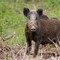 La gestione del cinghiale nel Parco Nazionale dell’Alta Murgia: a Minervino Murge un incontro sul tema