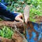 Un albero per il futuro: domani l’iniziativa a Minervino
