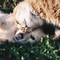 Emergenza caldo: disposte misure per la tutela degli animali a Minervino