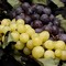 Tra prodotti locali e territorio: in arrivo a Minervino la Festa dell'Uva e del Vino