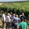 Danni alle colture agricole: questa mattina il sopralluogo a Minervino