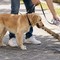 Obbligo di bottiglietta per pulire le deiezioni canine: scatta l’obbligo a Minervino