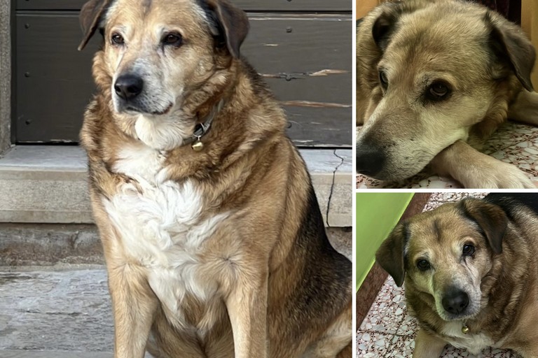 Minervino piange la scomparsa Bovio, il cane che ha conquistato i cuori della comunità