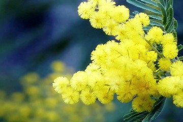 festa della donna