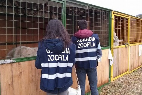 guardie zoolofile