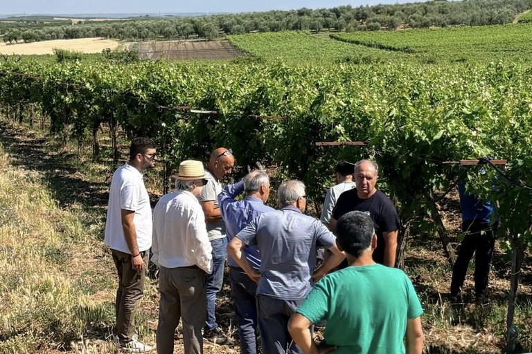 Danni alle colture agricole: questa mattina il sopralluogo a Minervino