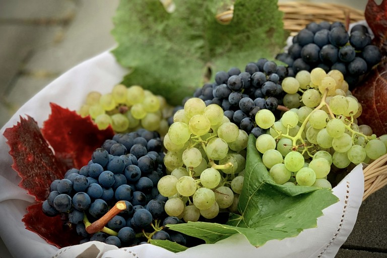 Cultura, tradizioni ed enogastronomia: torna a Minervino la Festa dell’Uva e del Vino