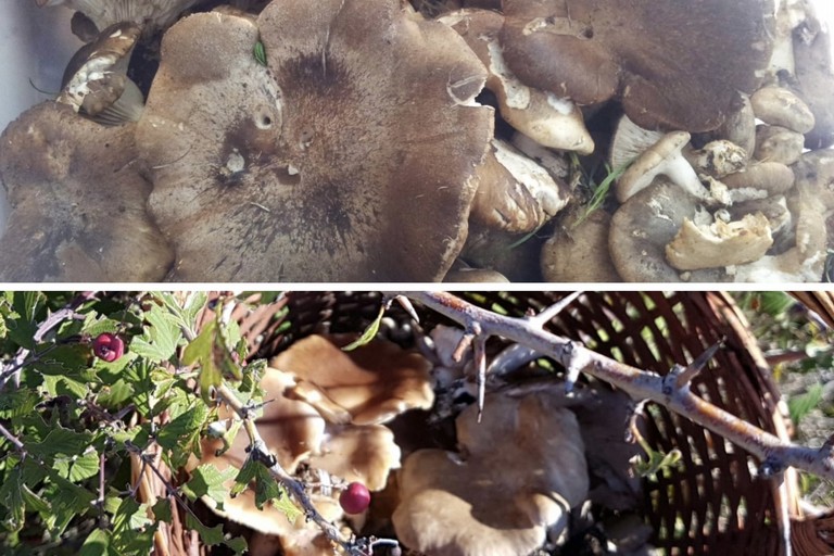 Alla scoperta del fungo cardoncello: patrimonio storico ed eccellenza culinaria della Murgia