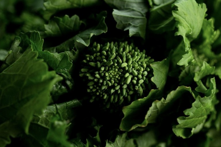Territorio e sapori autentici: Minervino si prepara a vivere la Festa della cima di rapa