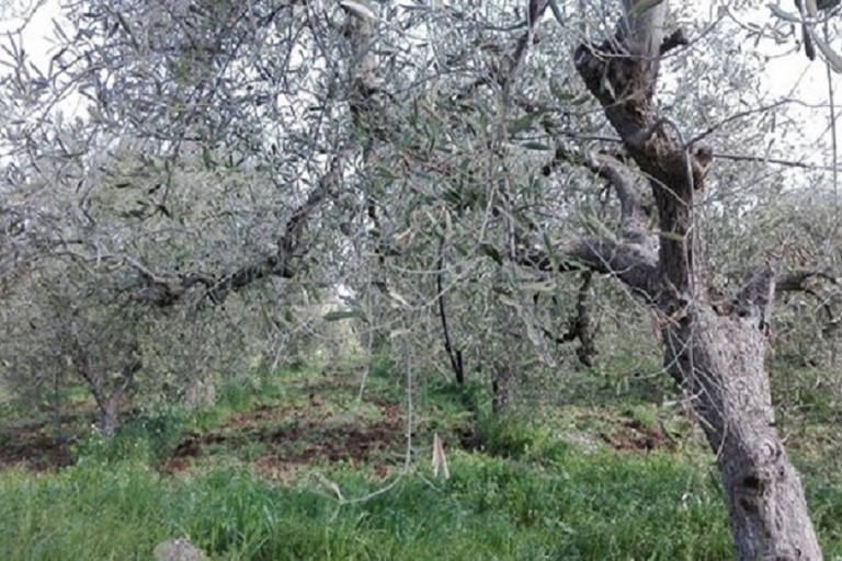 Sale la conta dei danni, strage di ulivi nelle province di Bari e Bat
