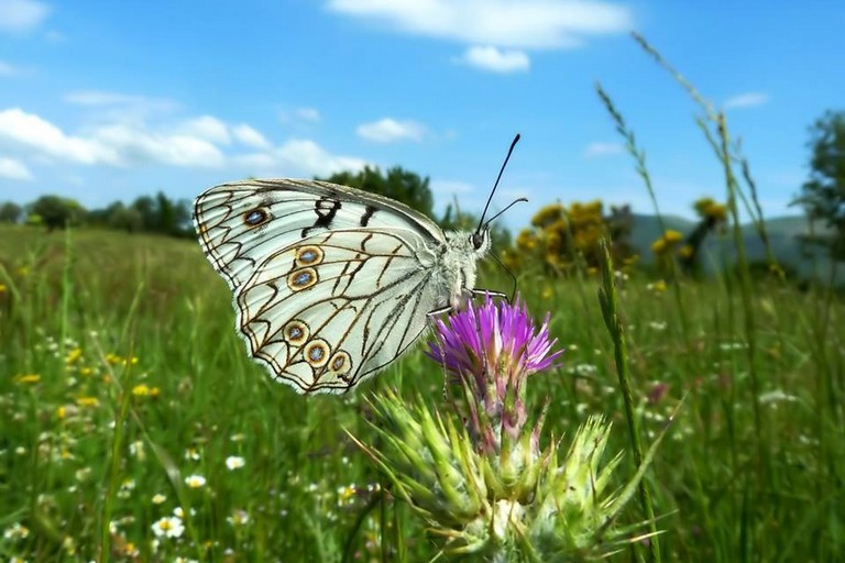 Biodiversità