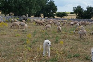 Pastore abruzzese. <span>Foto Savio Scarpa</span>