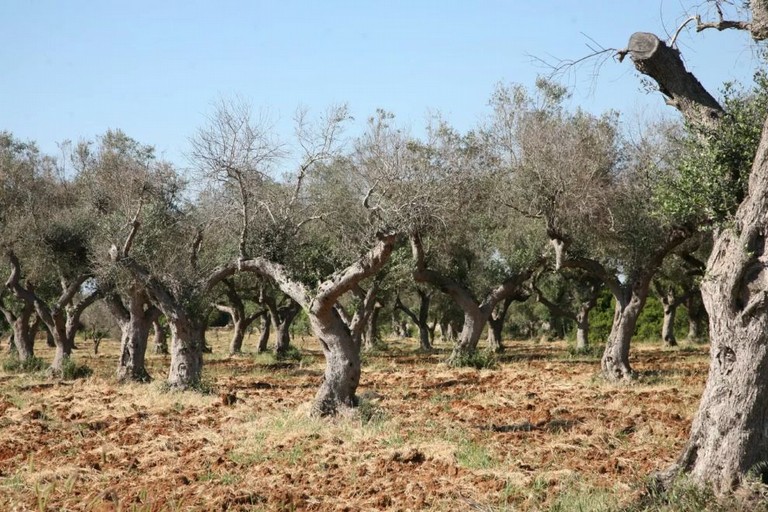 Xylella a Minervino