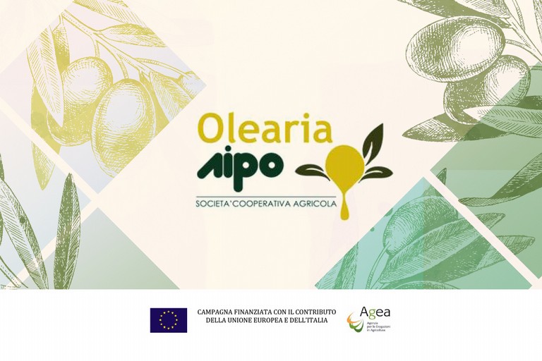 Olearia AIPO