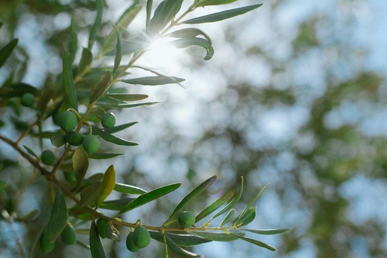 Focolaio di Xylella