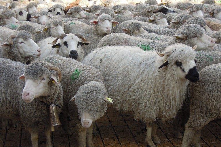 Pecore in transumanza (repertorio)