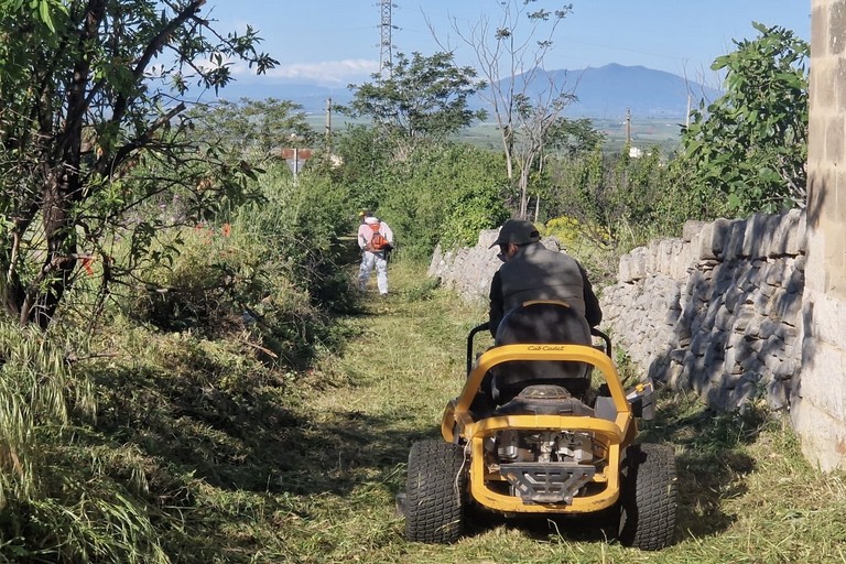 Partono a Minervino gli interventi di contrasto alla diffusione della Xylella fastidiosa